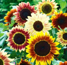 Mixed Dwarf Sunflowers Seeds