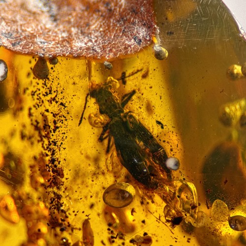 Burmese amber fossil beetle - burmese, &