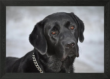 Black Labrador in the snow