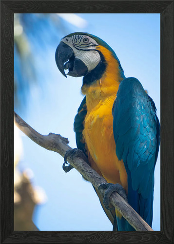 Blue and gold macaw - and, framed