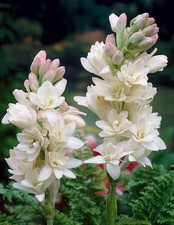 1- Tuberose Bulbs The Pearl