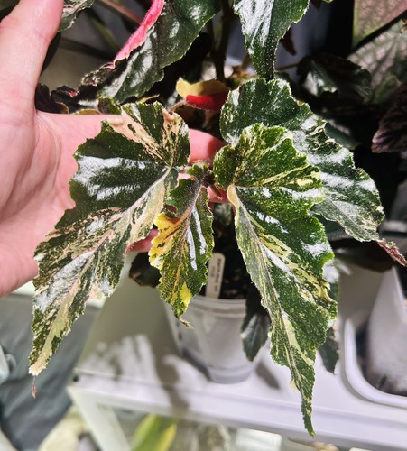 Begonia ginny galaxy pink - begonia,