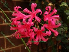 POTTED 1 LITRE NERINE BOWDENII