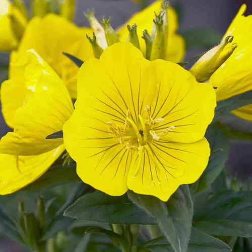 Evening primrose seeds - primrose,