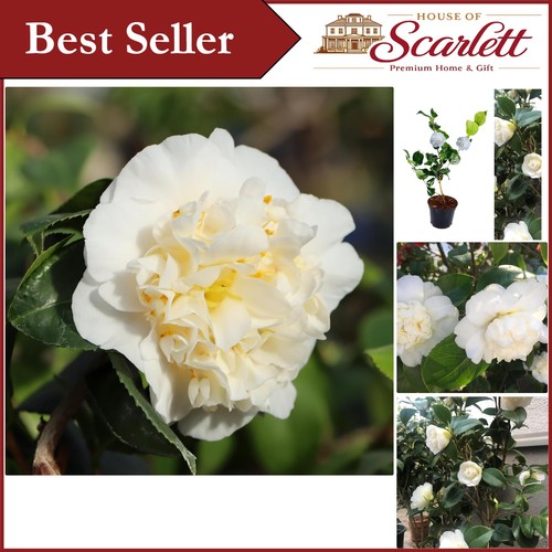 Beautiful camellia nobilissima - beautiful,