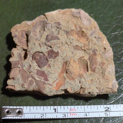 Fossil brachiopods and - fossil,