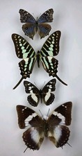 Real Butterfly Collection x 4
