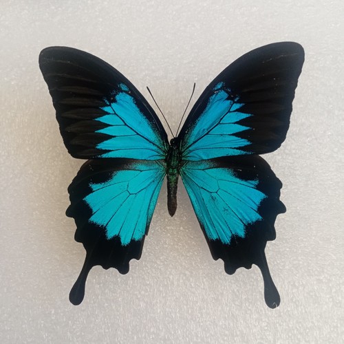Papilio ulysses - papilio, ulysses,