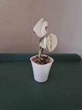 Rare Baby White Albo Monstera Plant