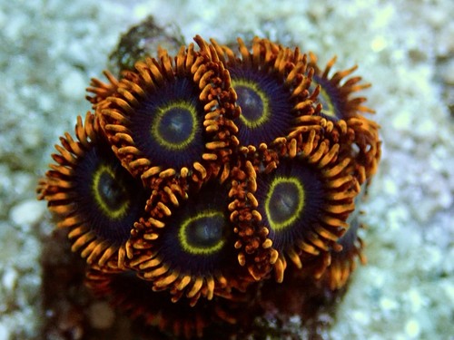 Rainbow hornet zoanthid - hornet, coral