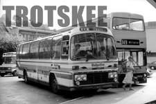 35mm Negative Badgerline