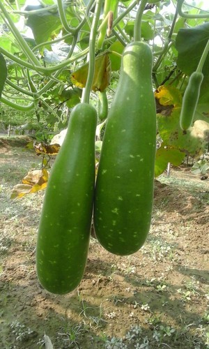 Hybrid bangladeshi kochi - hybrid,