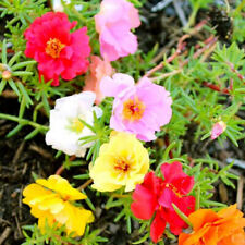 100 Mini Portulaca Seeds Mix