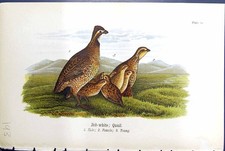 Antique Old Print Bob-White Quail Male Female Young Birds Warren Colour 1890