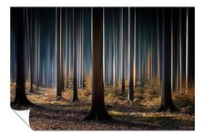 Illuminating Tree Trunks Dark Mysterious Forest Poster Wall Art Home Decor