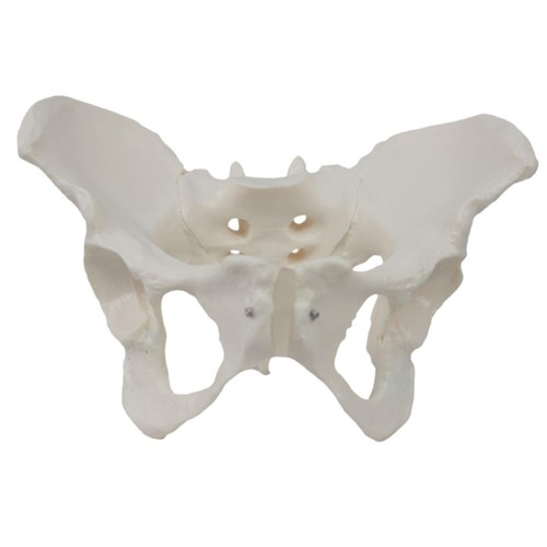Female pelvis model learning - model,