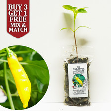 Aji Pineapple Chilli Pepper