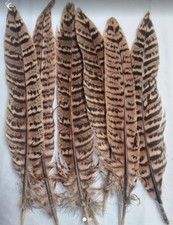 20 Natural Pheasant Tail