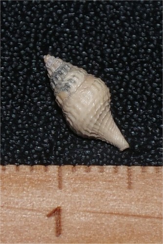 Eocene gastropod coroniopsis - eocene,