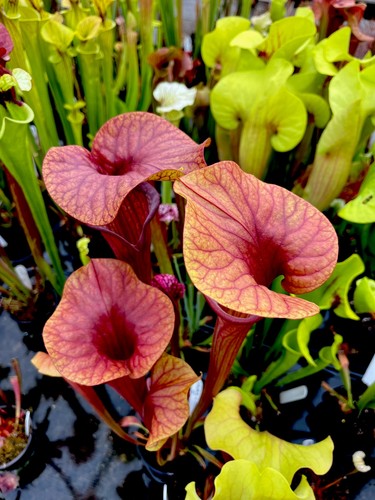 Sarracenia oreophila asbo - sarracenia,