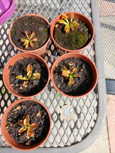 Venus flytrap plant dioneae - flytrap,
