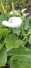 1x White Calla Lily