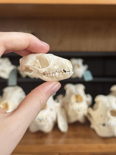 Taxidermy skeleton bones