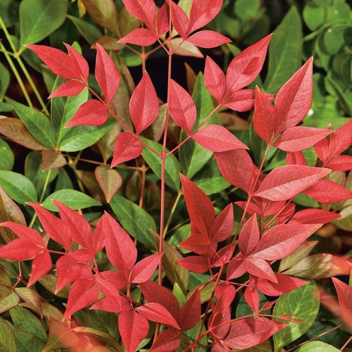 Nandina obsessed heavenly - 'obsessed',