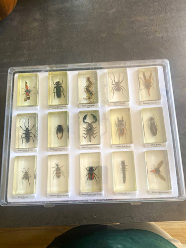 Resin insects form - real, life