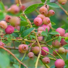 Blueberry Bush 'Pink Lemonade'