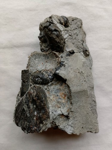 Genuine ichthyosaur marine - ichthyosaur,