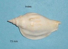 Dolomera Dilated Sibbaldi India 73mm