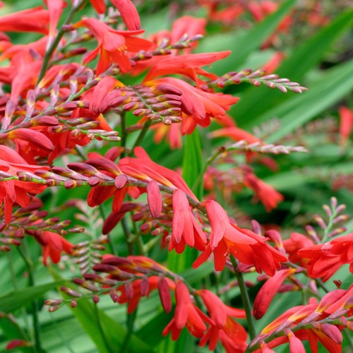 Crocosmia emberglow a - 'emberglow', a.g.m