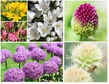Allium bulbs collection spring - collection,