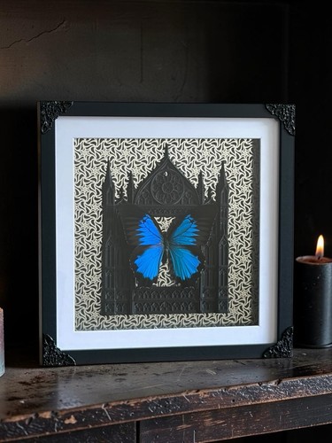 Papillo ulysses butterfly - ulysses,