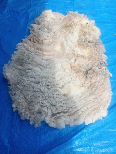 Pedigree ryeland fleece wool - pedigree,