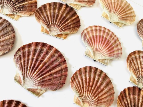 Scallop shells flat - scallop, natural