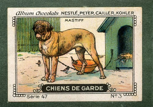 Old english mastiff dog trade - english,