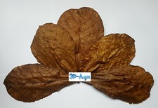Dried Aquarium Leaves