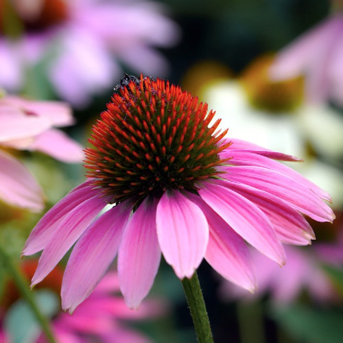Echinacea purpurea purple - purpurea, (purple