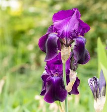 1L Pot Iris Germanica Sable -