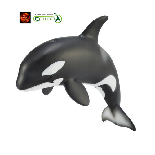 Orca killer whale calf - orca, sealife