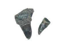 Permian fossil Richards Spur Oklahoma Captorhinus larger frontal teeth #3