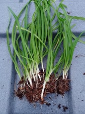 20 Three Cornered Leek Plants