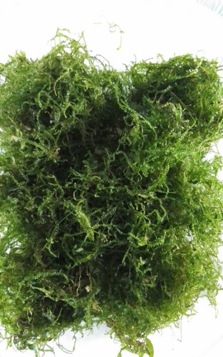 100 gms java moss - gms,