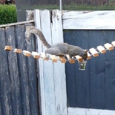 Cute Tails NuttyRoad - Wooden