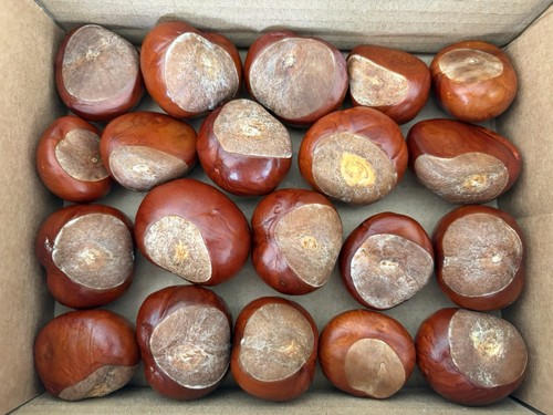 Hand selected english - english, conkers