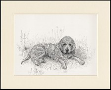 OTTERHOUND CHARMING OLD 1938 MOUNTED DOG SKETCH PRINT by KF BARKER