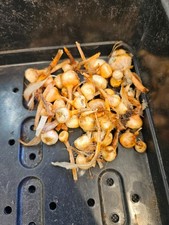 Crocus sativus bulblets for