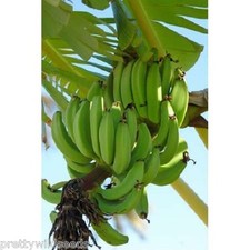 10 X MUSA SIKKIMENSIS  Banana